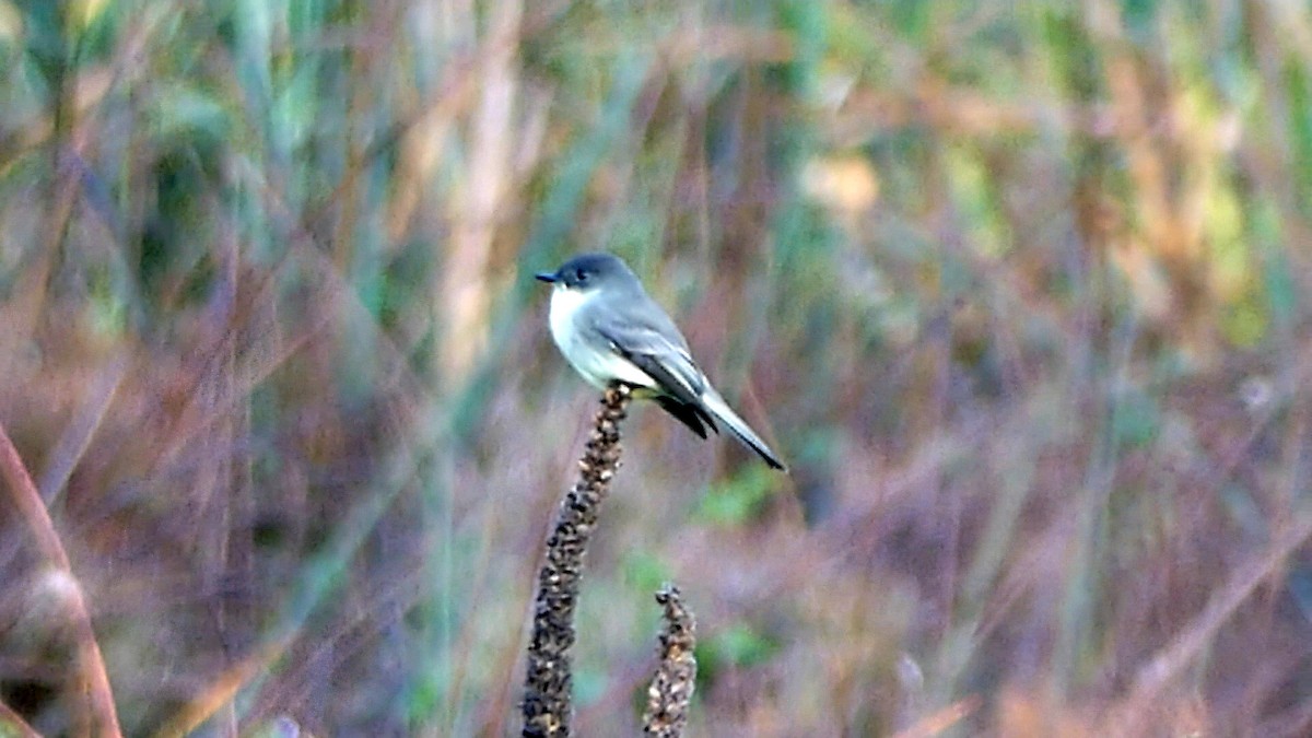 Eastern Phoebe - ML624548344