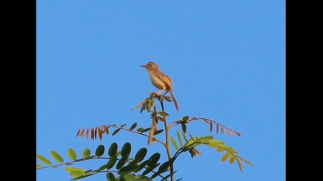 Plain Prinia - ML624548345