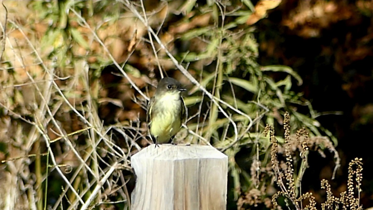 Eastern Phoebe - ML624548357