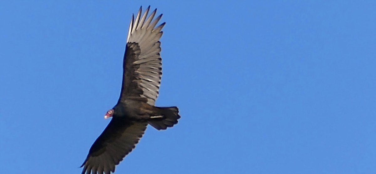 Turkey Vulture - ML624548366