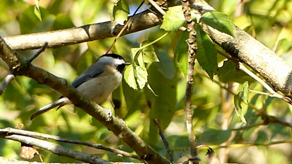 Carolina Chickadee - ML624548374