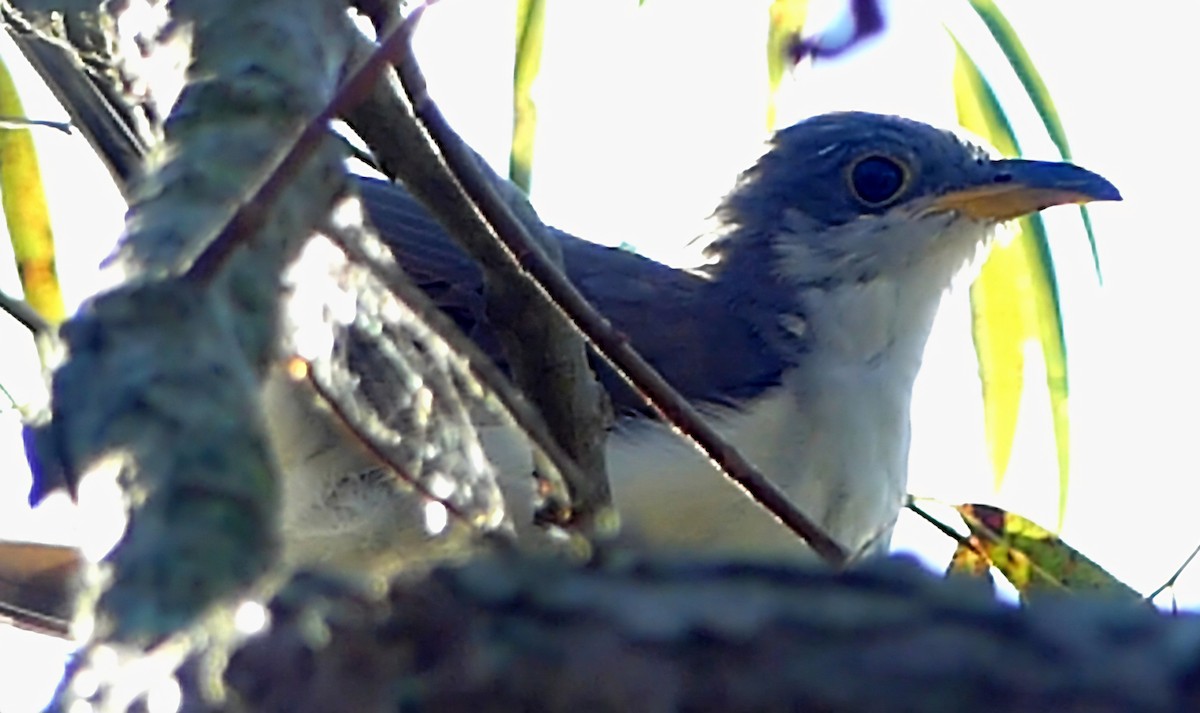 Yellow-billed Cuckoo - ML624548379