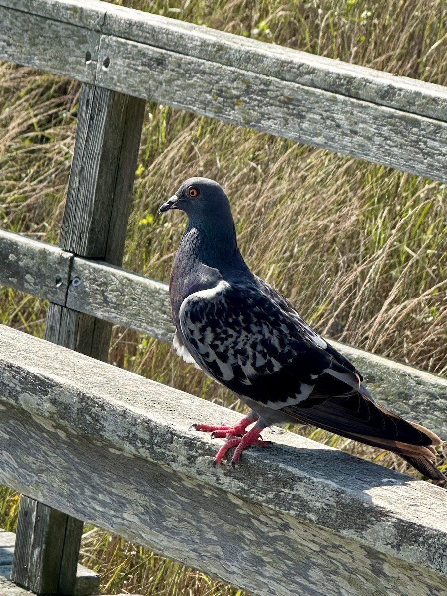 Rock Pigeon (Feral Pigeon) - ML624548388