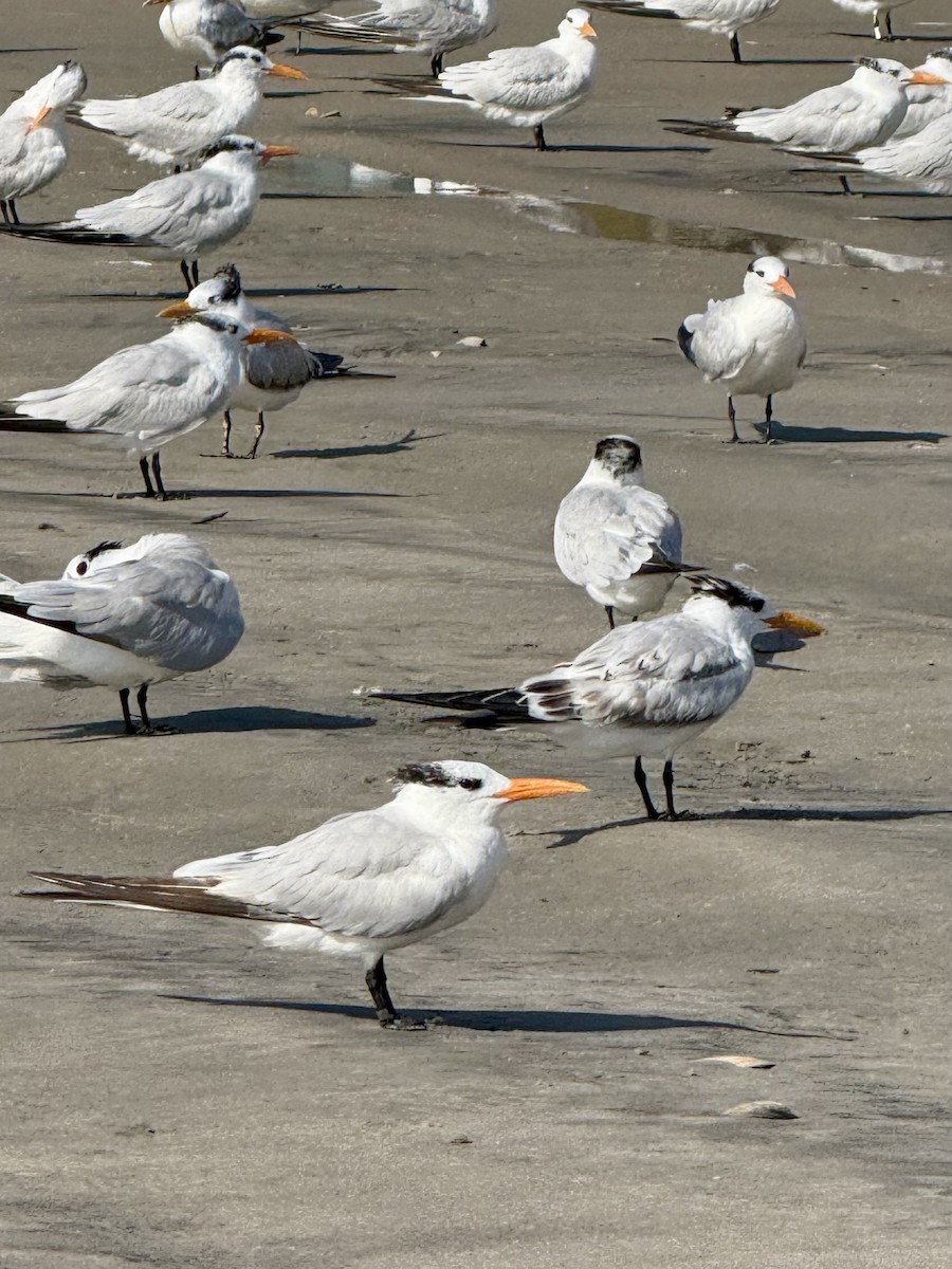 Royal Tern - ML624548398