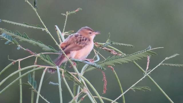 Cisticole des joncs - ML624548449