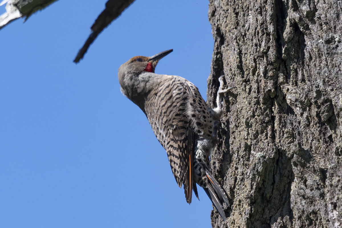 Northern Flicker - ML624548514