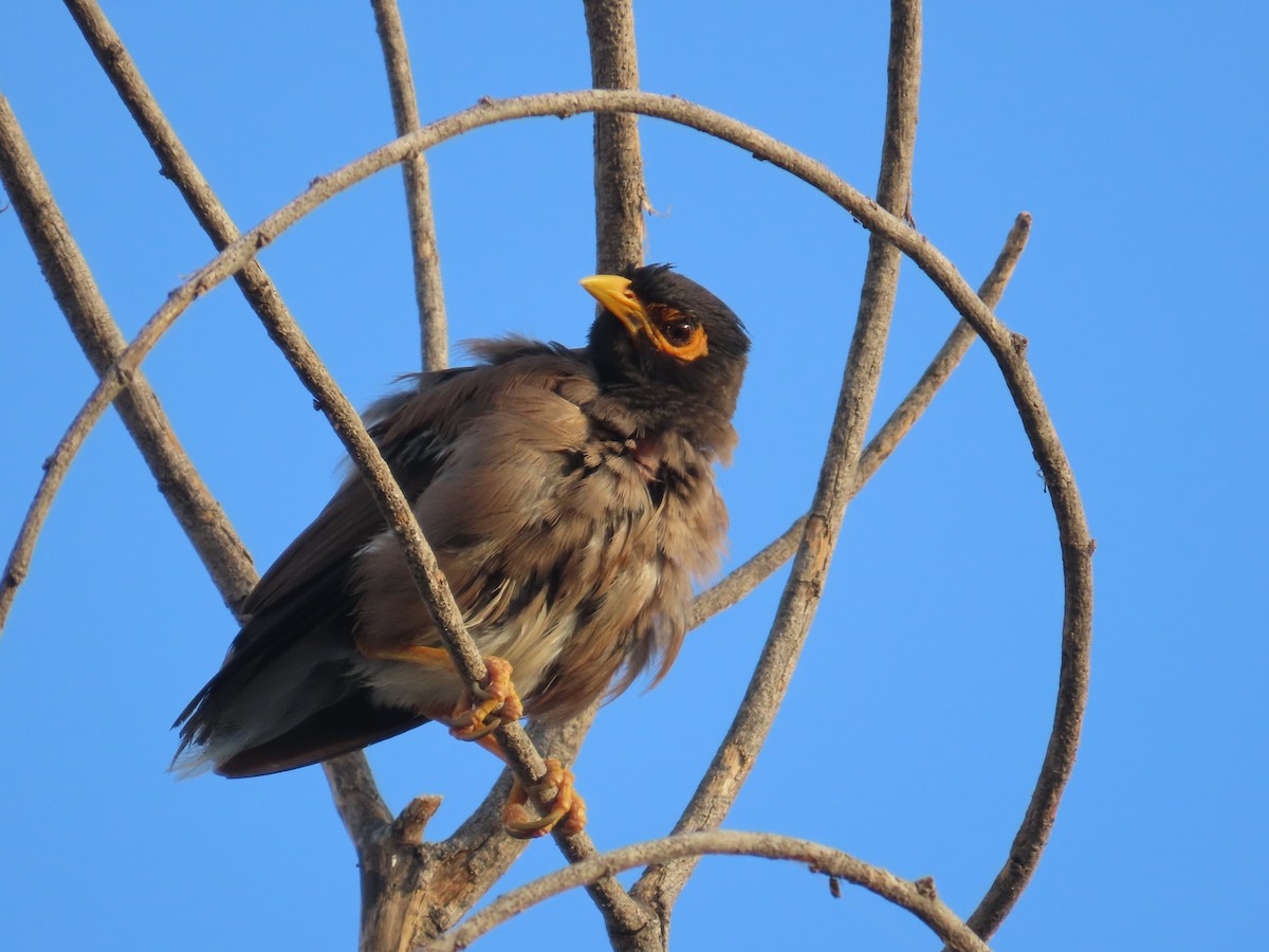 Common Myna - ML624548534