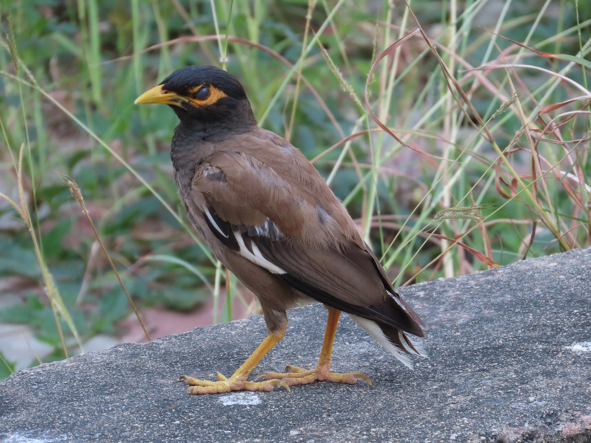 Common Myna - ML624548535