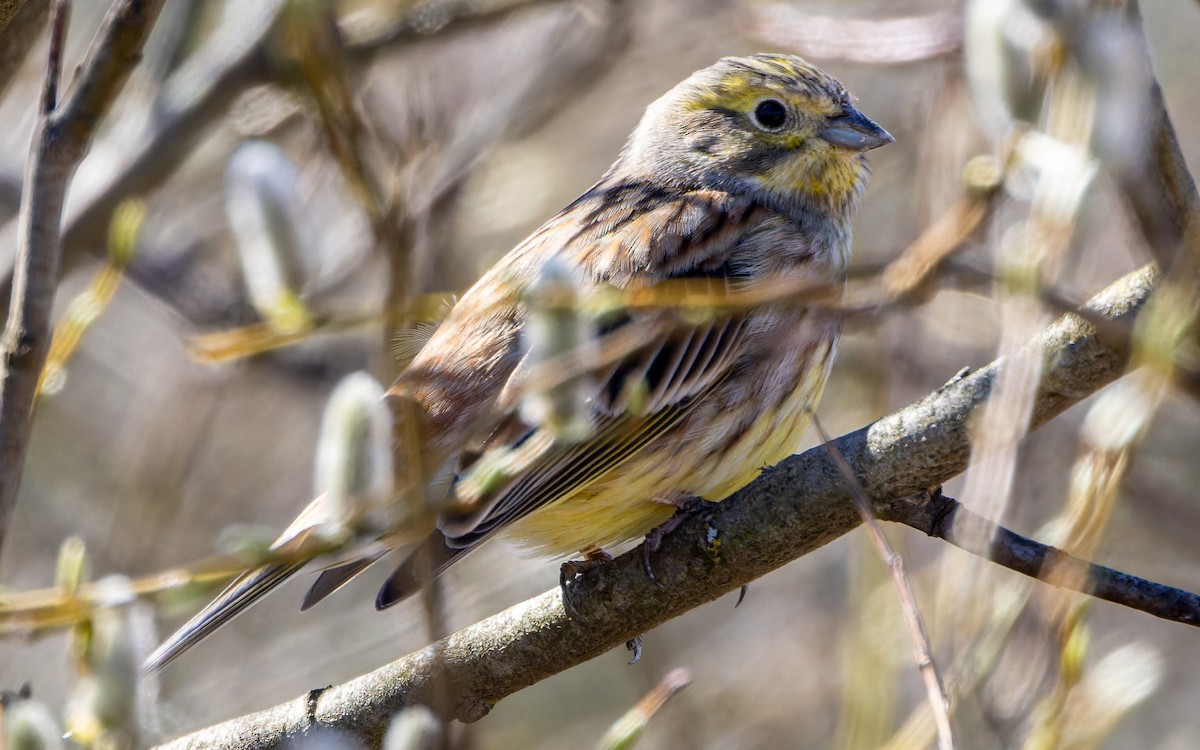 Bruant jaune - ML624548537