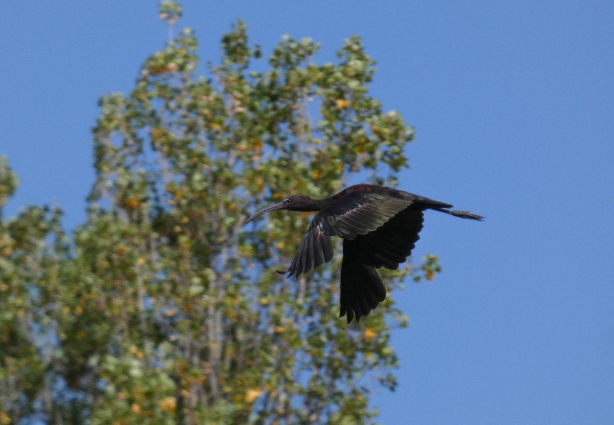 Glossy Ibis - ML624548541