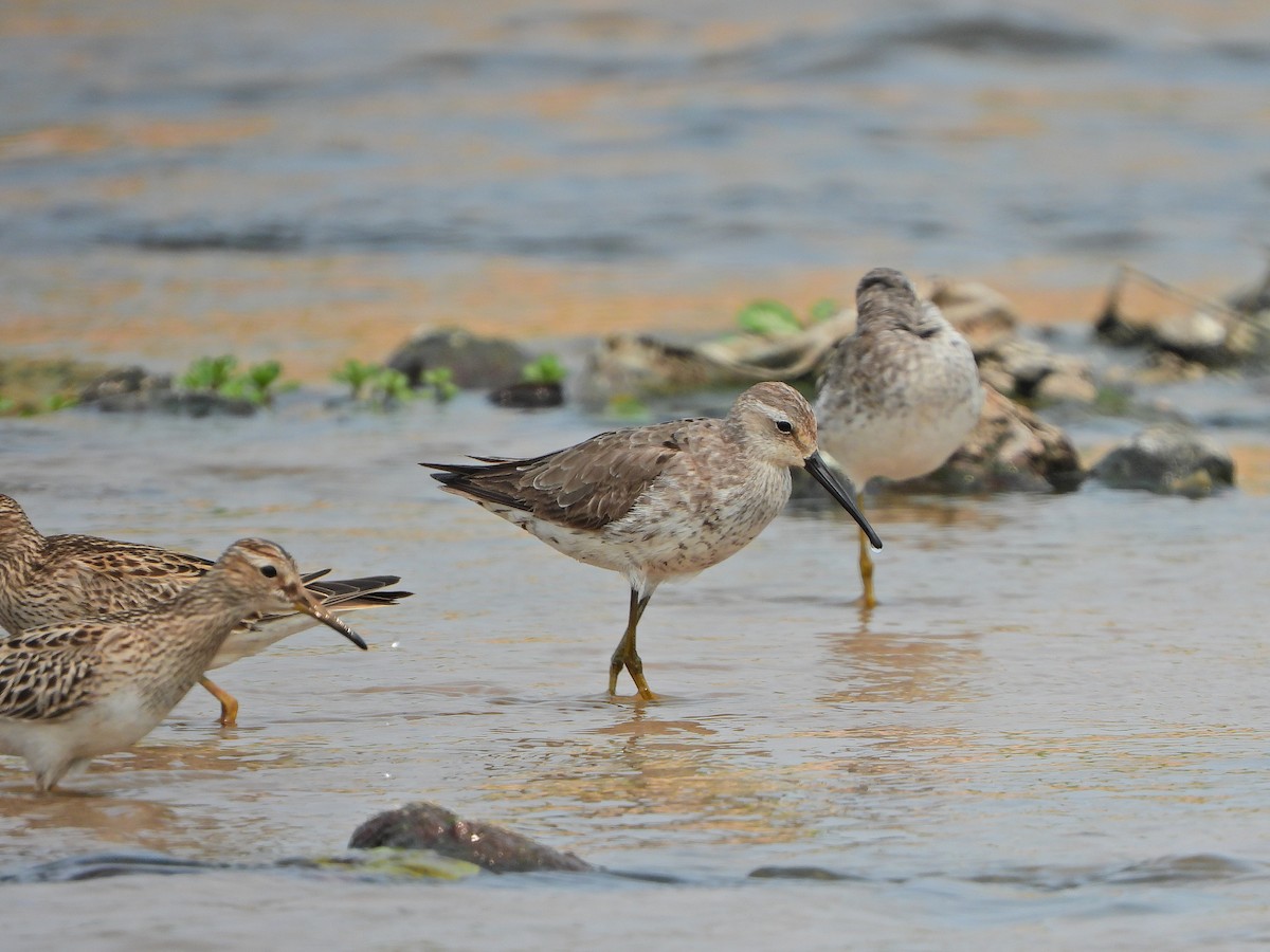 Stilt Sandpiper - Haydee Huwel