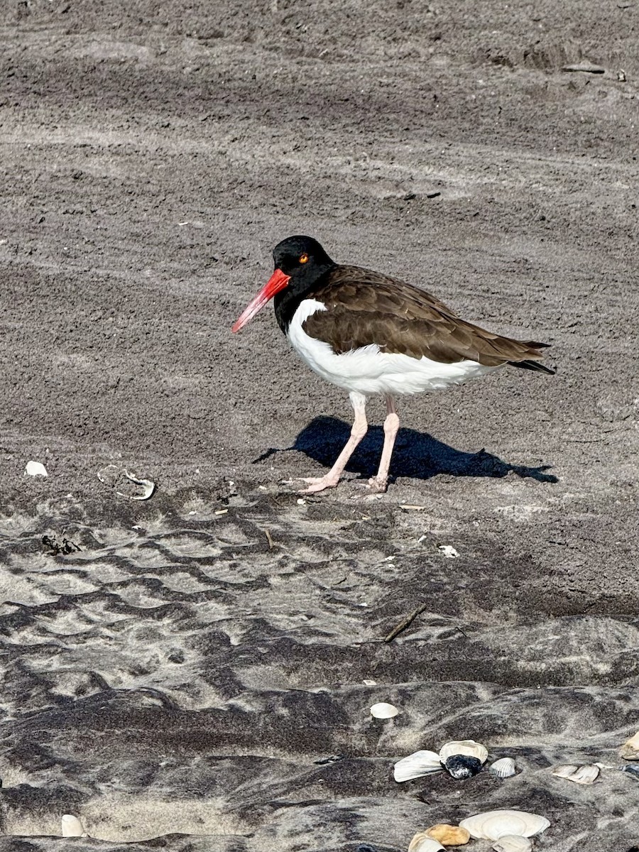 American Oystercatcher - ML624548547