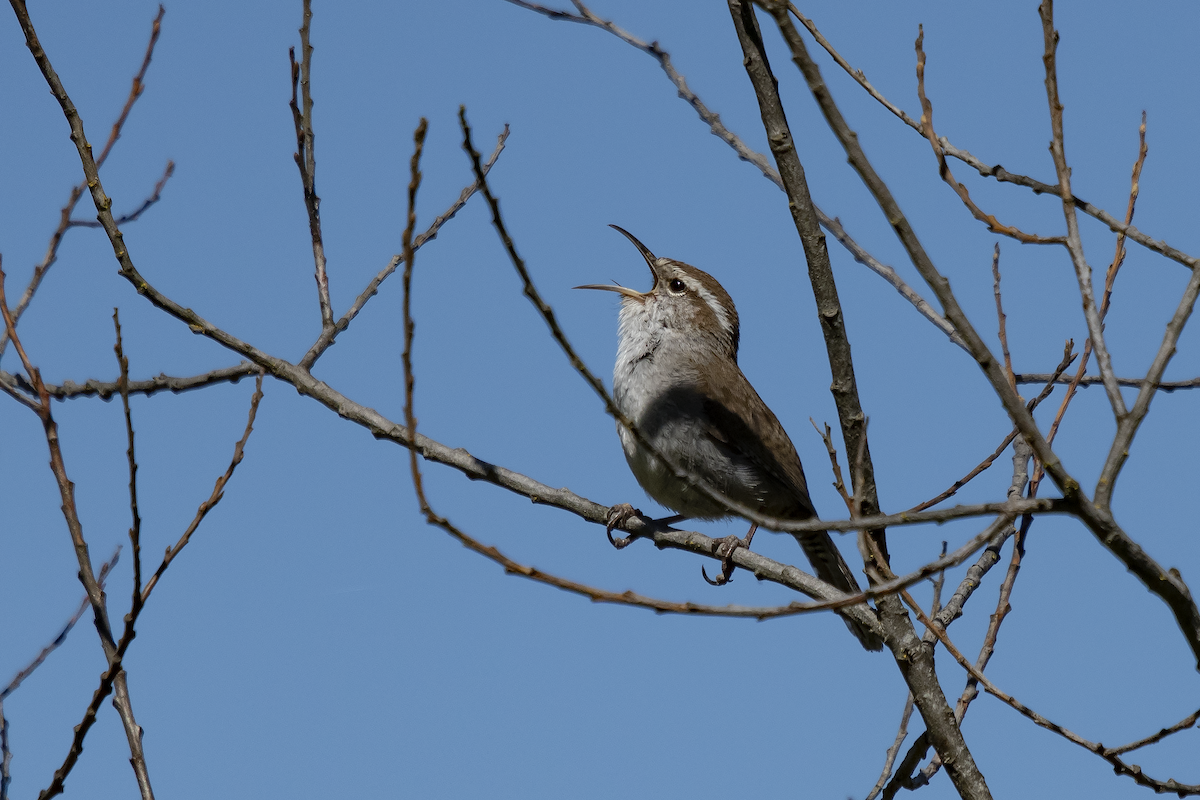 Bewick's Wren - ML624548549
