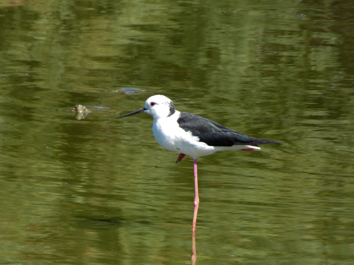 Black-winged Stilt - ML624548554