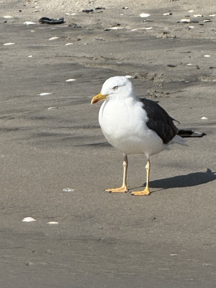Lesser Black-backed Gull - ML624548561
