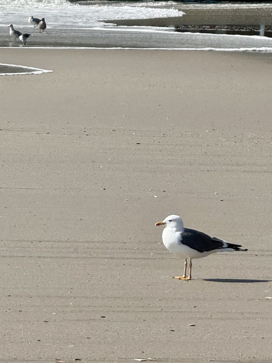 Lesser Black-backed Gull - ML624548562