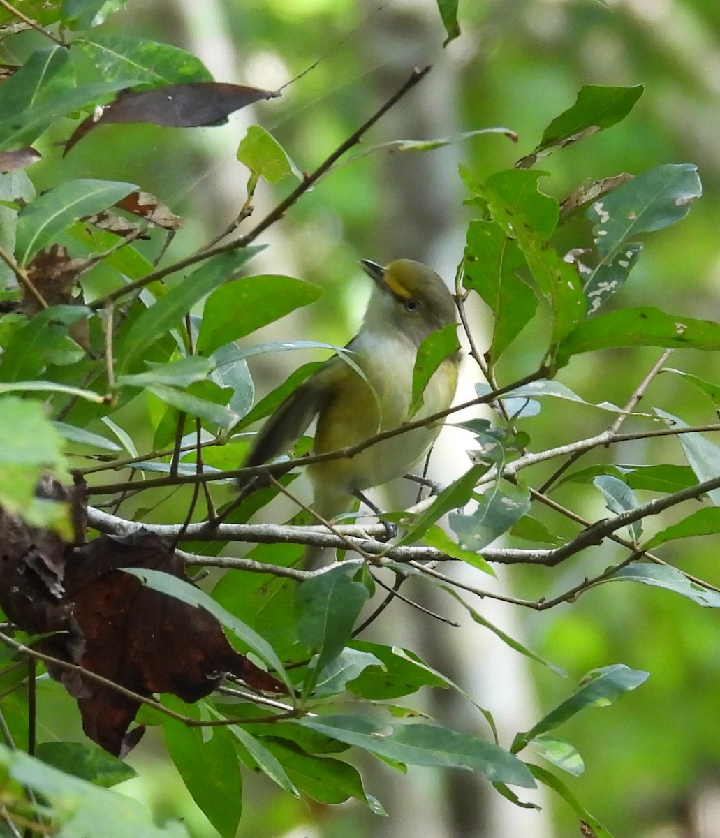 Vireo Ojiblanco - ML624548565