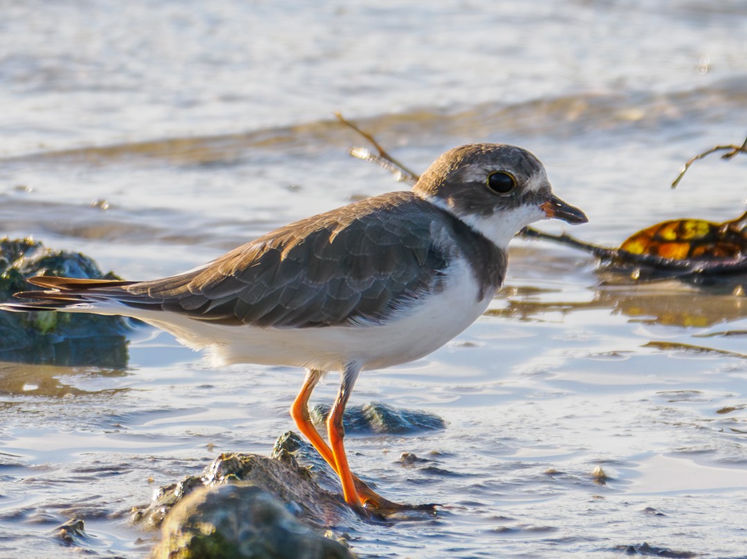 Semipalmated Plover - ML624548568