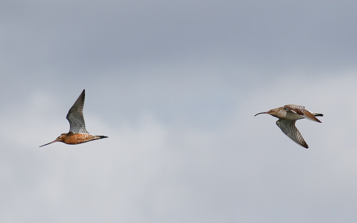 Whimbrel - Uku Paal