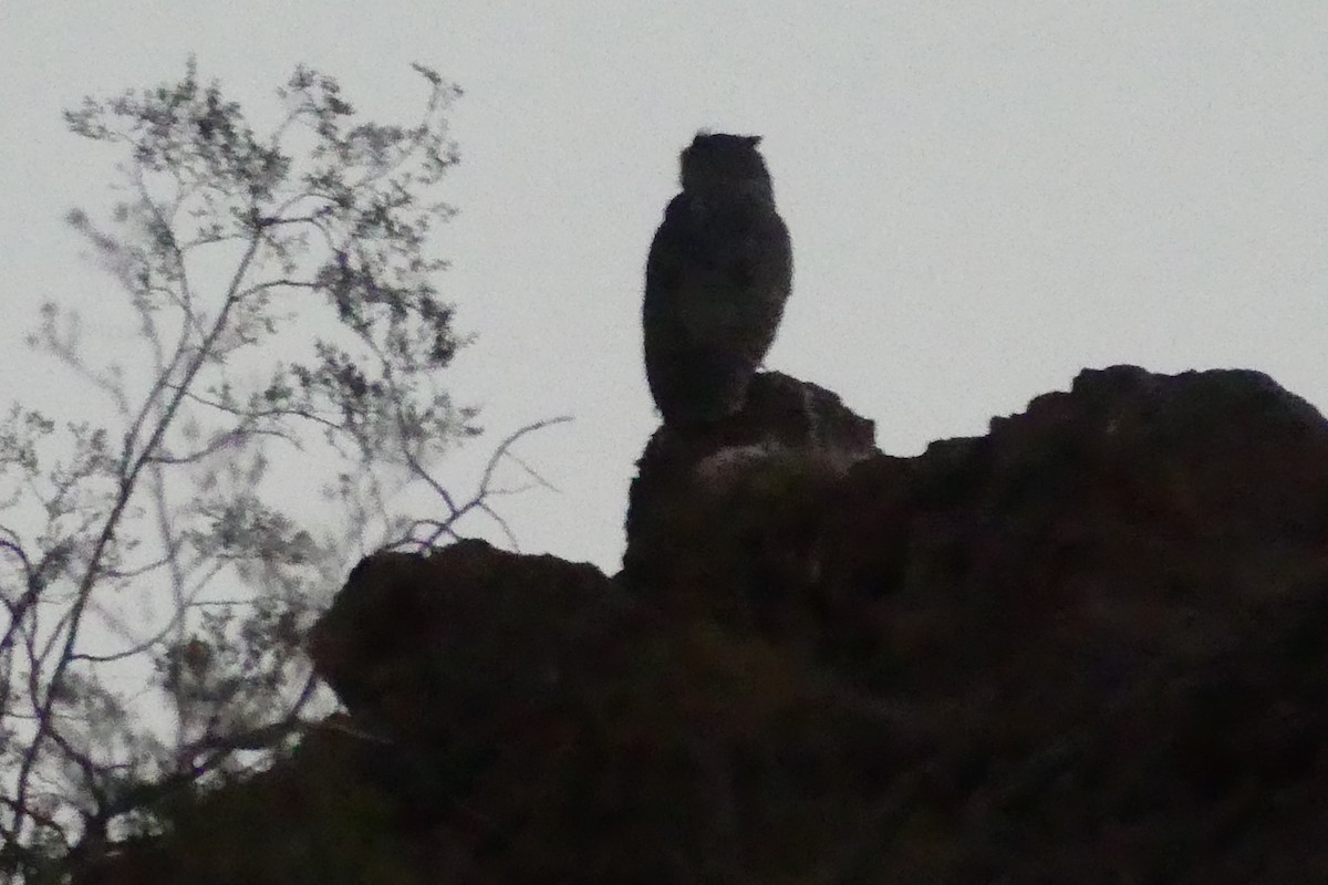 Great Horned Owl - ML624548580