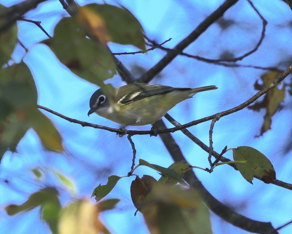 Vireo Solitario - ML624548583