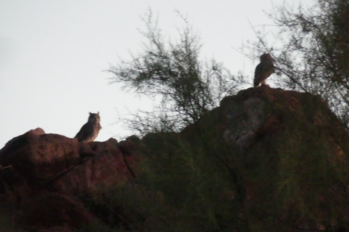 Great Horned Owl - ML624548589