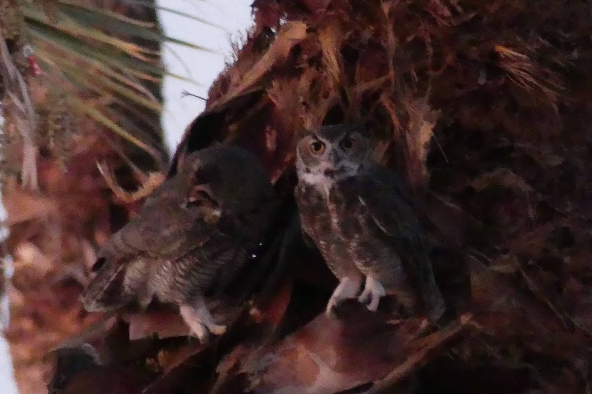 Great Horned Owl - Dennis Wolter