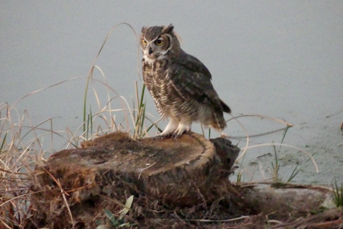 Great Horned Owl - ML624548618