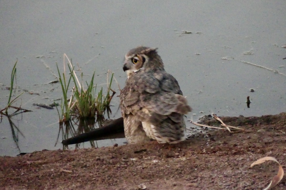 Great Horned Owl - ML624548619