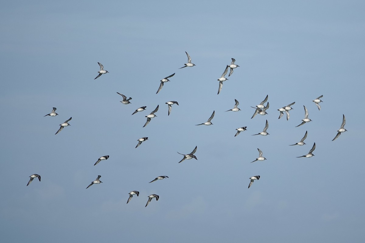 Sanderling - Alena Capek