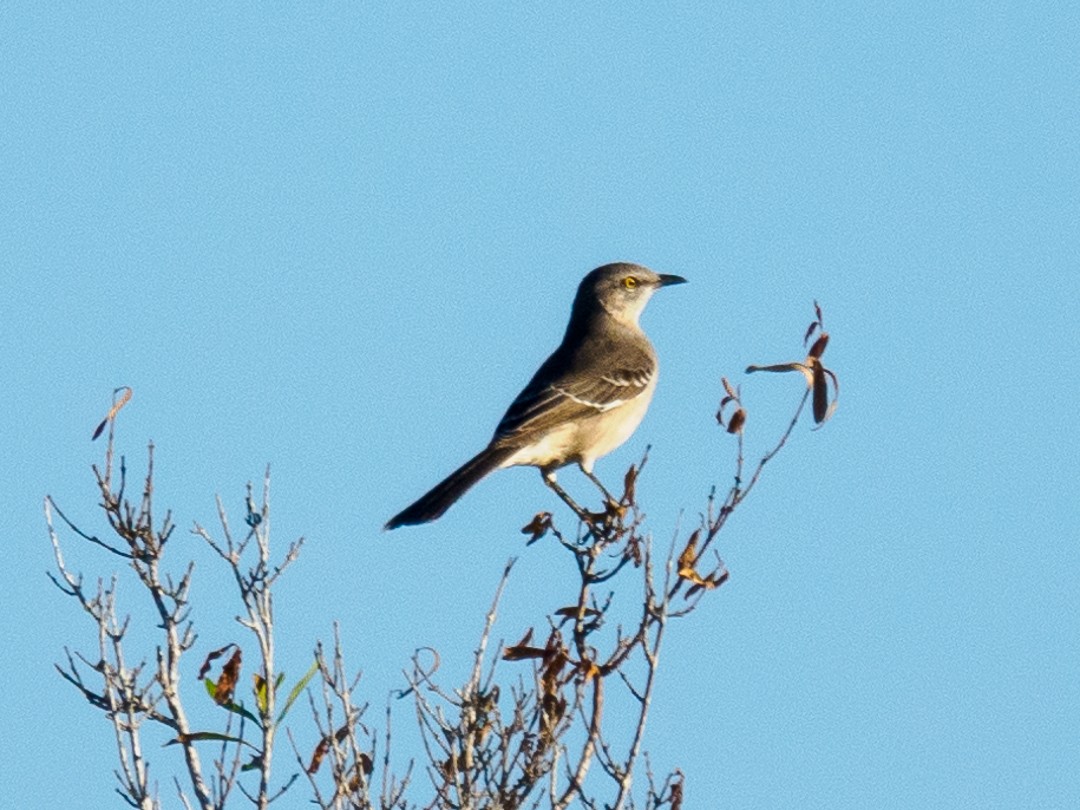 Northern Mockingbird - ML624548635