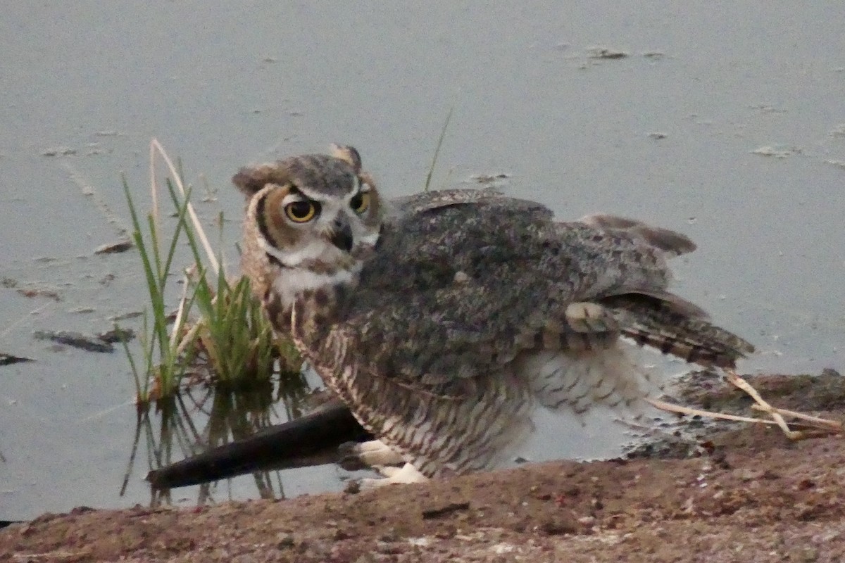 Great Horned Owl - ML624548636