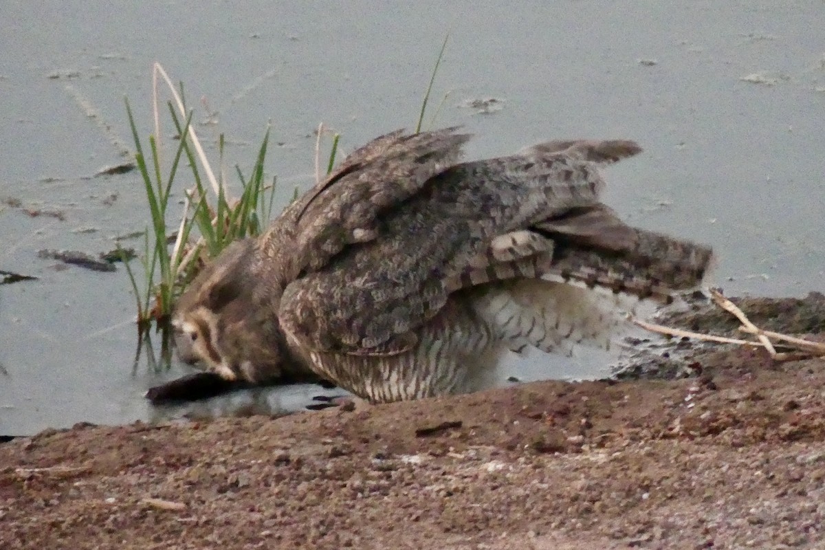 Great Horned Owl - Dennis Wolter