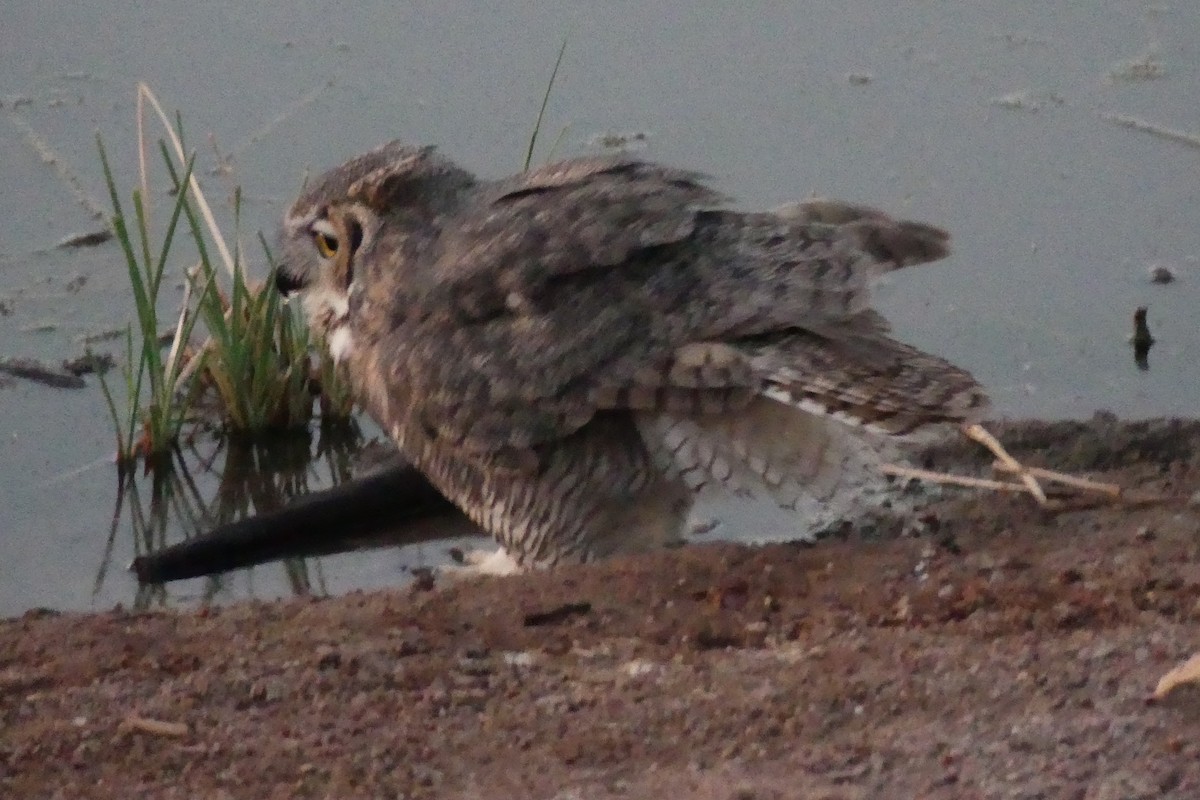 Great Horned Owl - ML624548638