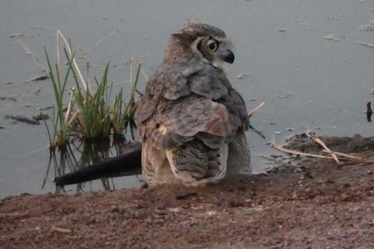 Great Horned Owl - ML624548639