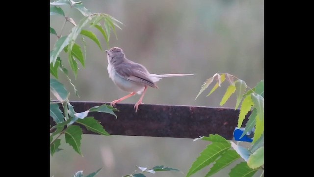 Plain Prinia - ML624548672