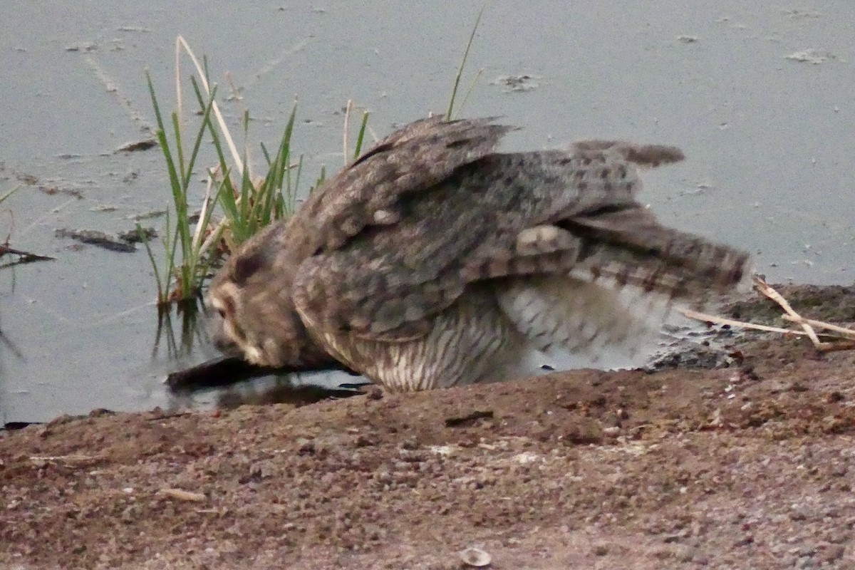 Great Horned Owl - ML624548685