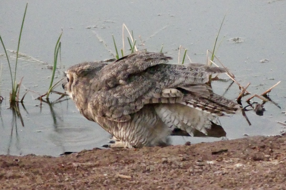 Great Horned Owl - ML624548686