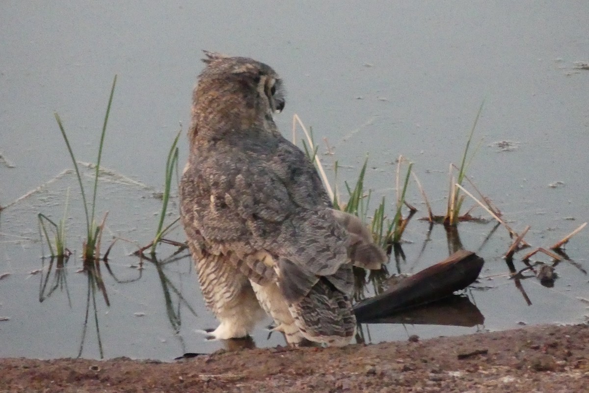 Great Horned Owl - ML624548687