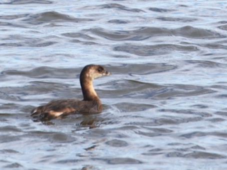 Pied-billed Grebe - ML624548751