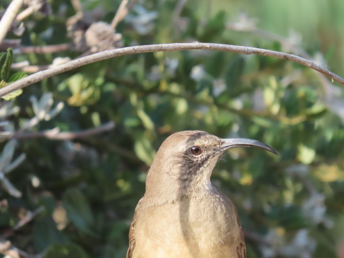 California Thrasher - Charley Herzfeld