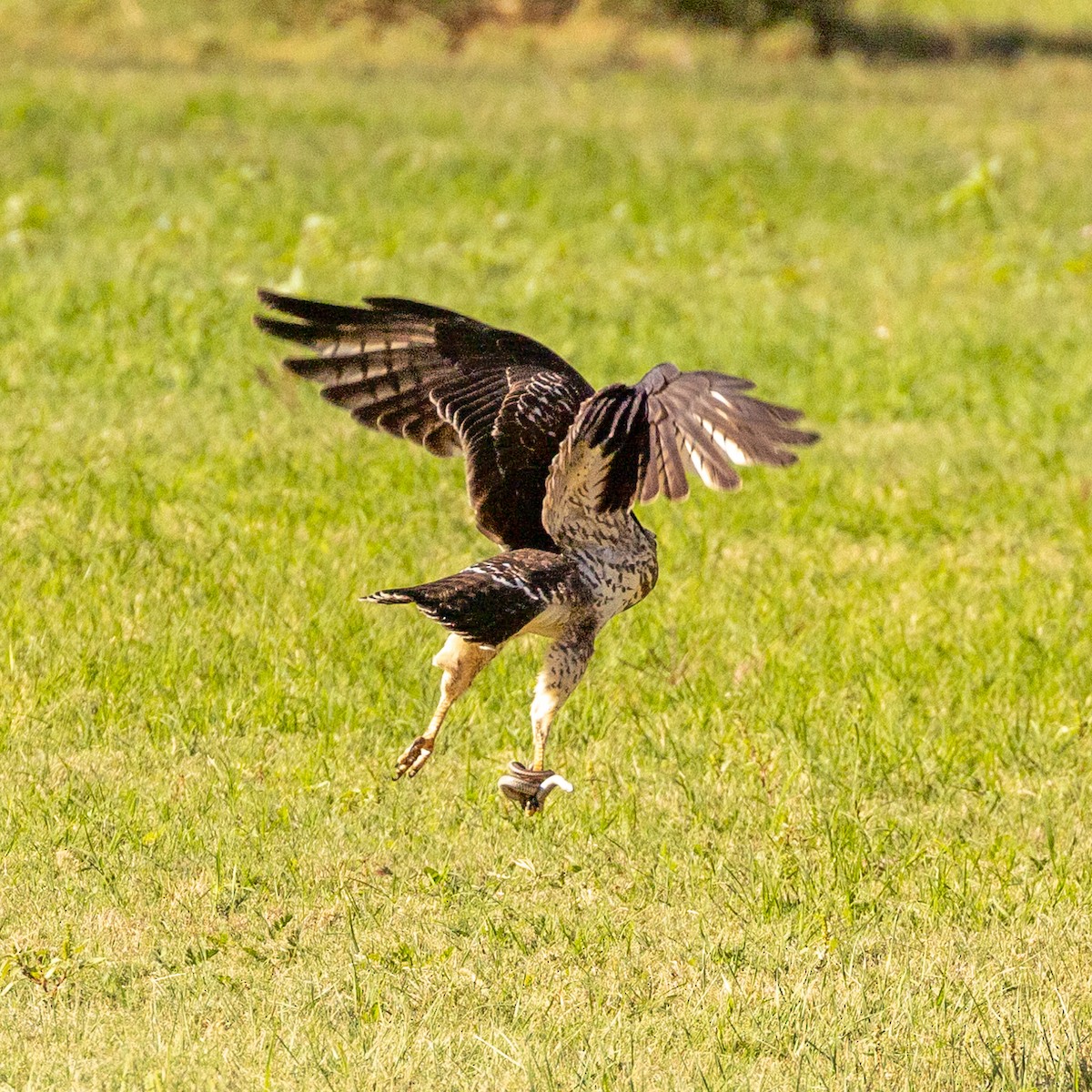 Broad-winged Hawk - Philip Kline