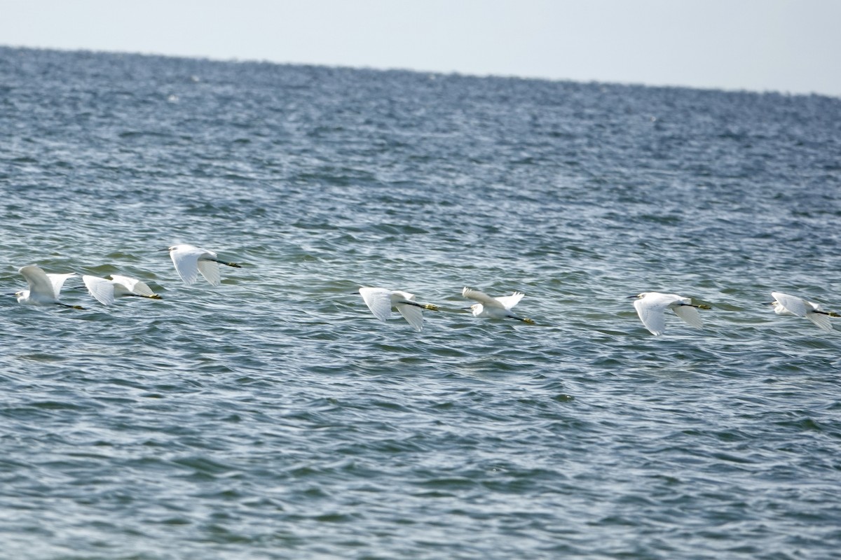 Great Egret - Alena Capek