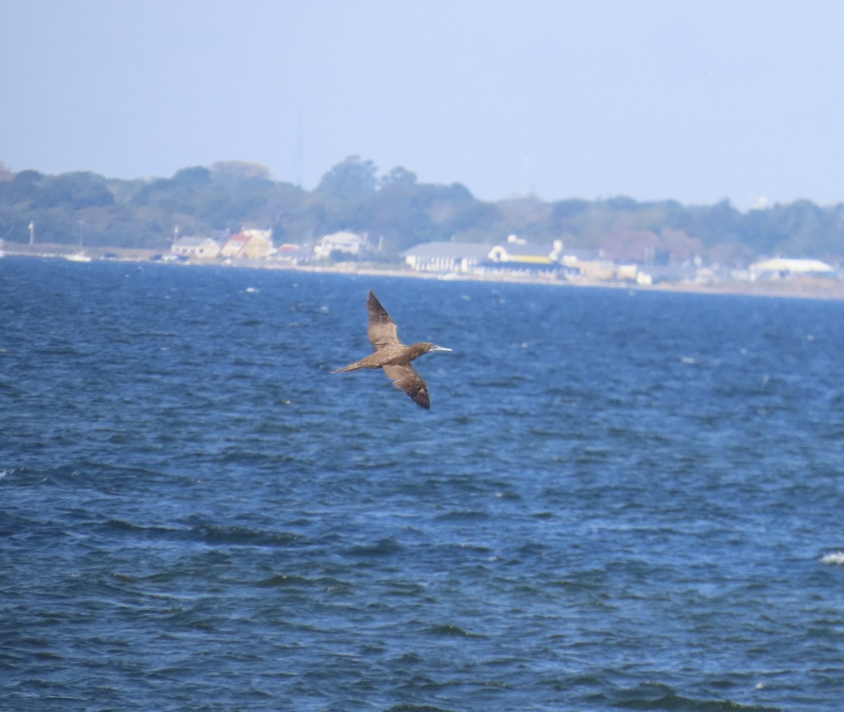 Brown Booby - ML624548893