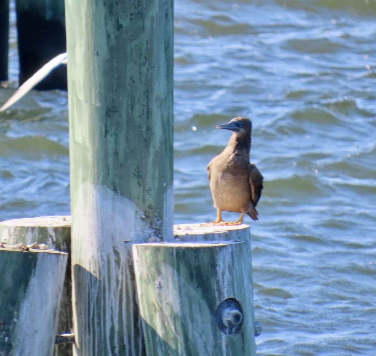 Brown Booby - ML624548894