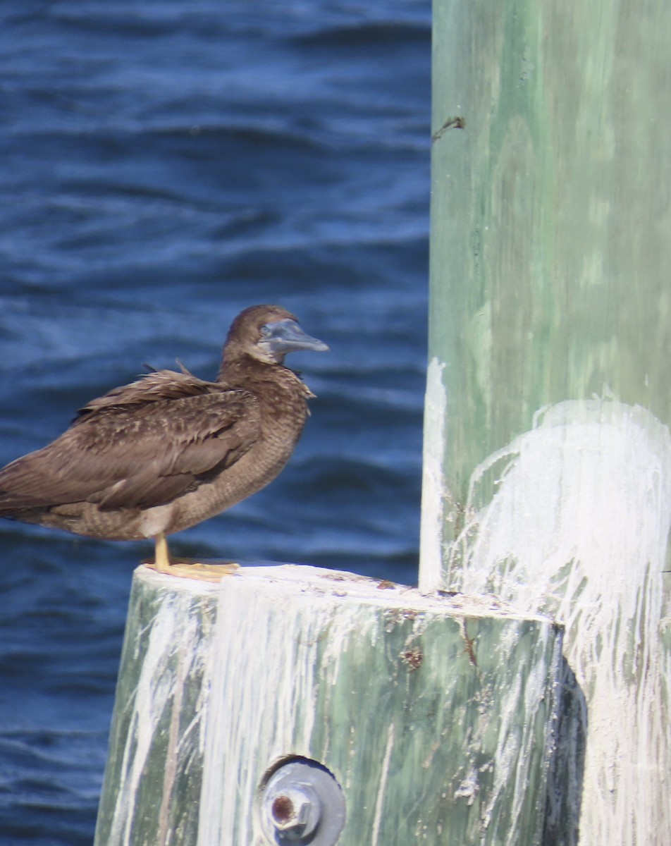 Brown Booby - ML624548895