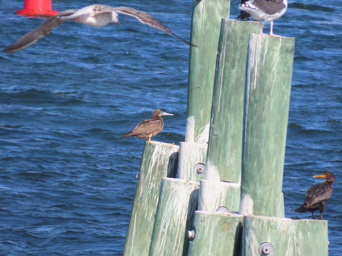 Brown Booby - ML624548896