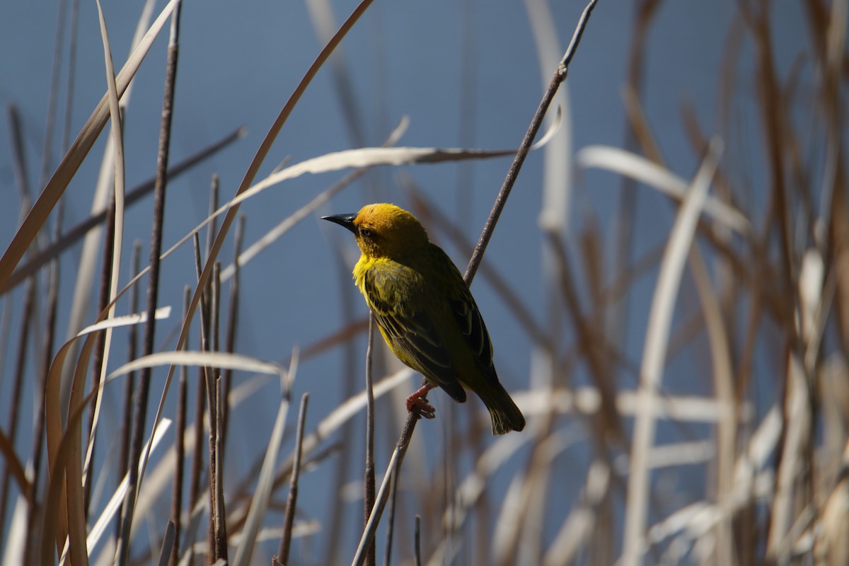 Cape Weaver - ML624548897