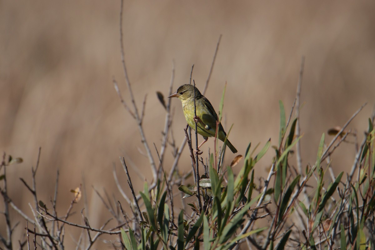 Cape Weaver - ML624548906