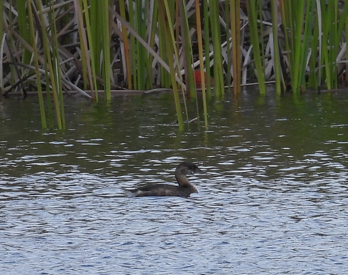 Pied-billed Grebe - ML624548922